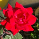 Jean Prout Loyal - @13bean73 - Instagram