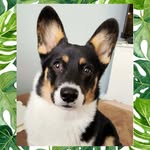 Birdie Jean 🐶 - @purdy_birdie_jean - Instagram
