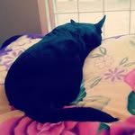 Harley Jean Ragan - @harleyjeanragan_dogs - Instagram