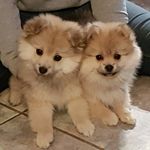 jean robitaille - @robitaillejean - Instagram