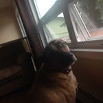 Taten Jean Rowland - @_dogs_lover_ - Instagram