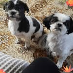 Jean Royal - @ewok63 - Instagram