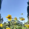 Jean Schillinger - @jean.schillinger - TikTok