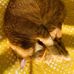 Jean Schlesinger - Facebook