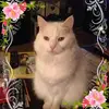 jeanselman - @jeanselman - TikTok