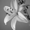 jeannesnelling - @jeannesnelling - TikTok