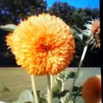 Jean Strawn - Facebook
