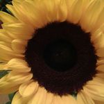 Jean Sutton - @jean.sutton1 - Instagram