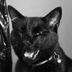 Jean-Christophe Talbot - @le_roi_des_chatons - Instagram