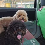 Jean Tan - @jeanthepetsgroomer_lifeeee - Instagram