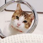 Jean-Tanaka the sushi cat - @jean.tanaka.the.sushi.cat - Instagram