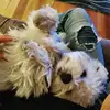 jeannettetoth941 - @jeannettetoth941 - TikTok