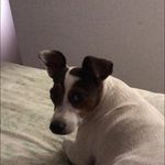 Sebastien Jean Cot-volpe - @volpe3685 - Instagram