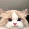 voss_jean - @voss_jean - TikTok