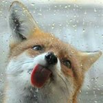 Sandi-Jean Foss Whitlock - @fox_gurl777 - Instagram
