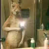 Jean witmer  serrano bueno - @jean.witmer.serra - TikTok