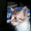 Wittebolle  Jean Pierre - @jean.pierre.witte - TikTok