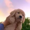 Jean Wolfe - @jean.wolfe8 - TikTok