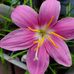 Jean Wolfe - Facebook