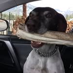 Jeana Phillips - @jpsmallfarm - Instagram
