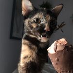 Jean Bartlett - @magenta_dragonfly - Instagram