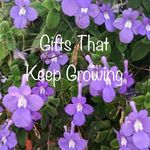 Jeanette Burrows - @giftsthatkeepgrowing - Instagram