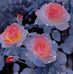 Jannati Easmin - Facebook