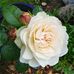 Jeanette Greene - Facebook