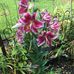 Jeanette Keeling - Facebook