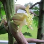 Jeanette Keyso - @jeanettekeyso - Instagram