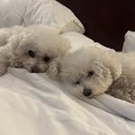 Jeanette Mann - @bichette08 - Instagram