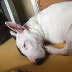 Jeanette  Meier - @s.pur68 - Instagram