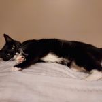 Jeanette Morrell - @wholelottafluff8 - Instagram