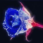 Jeanette Pace - @pace76549 - Instagram