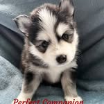 Jeanette Piazza - @perfectcompanionpomskiesllc - Instagram