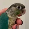 Piazza’s Feathered Friends - @jeanettepiazza6 - TikTok