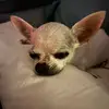 jeanettepreece3 - @jdogg1307 - TikTok