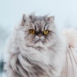 Jeanie da Royal Lady🐈👑 - @royaljeanie - Instagram