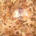 Jeanine Lee - @jeaninethebean1969 - Instagram
