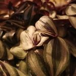 Jeanine Bell - @svz511962 - Instagram