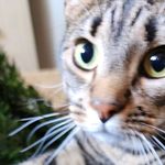 Jeanine Born - @rumplescat3582 - Instagram