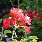 Jeanine Larson - @jeanine.larson - Instagram
