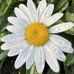 Jeanine Larson - Facebook