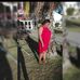 Jeanine Lyons - Facebook