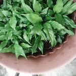 Janine Phillips - @janine.phillips.7543 - Instagram