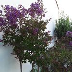 jeanine le roy - @rjeaninele - Instagram