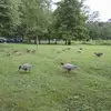 Jeannine Roy - @jeannine.roy8 - TikTok