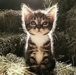 Janine Ryan - Facebook