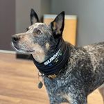 Jeanne Barnes-Davis - @jlovesthebard - Instagram