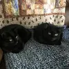 Jeannie Cates Tubby - @jeannie.cates.tub - TikTok
